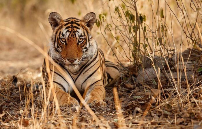 bandhavgarh-tiger-reserve