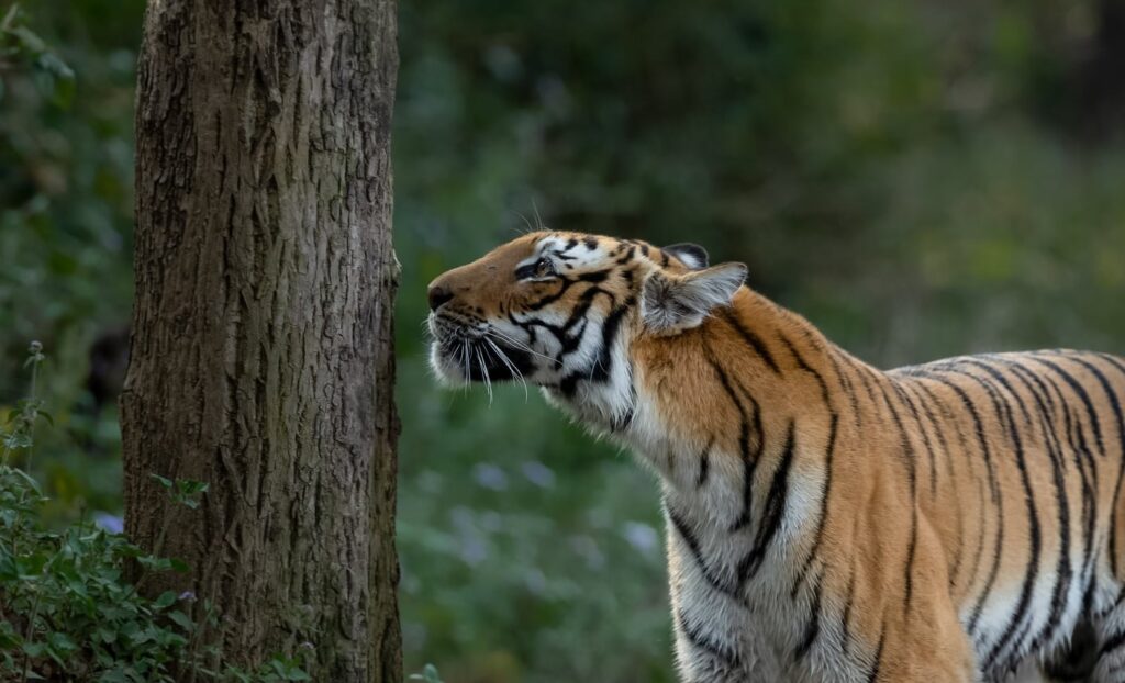 Kanha NP