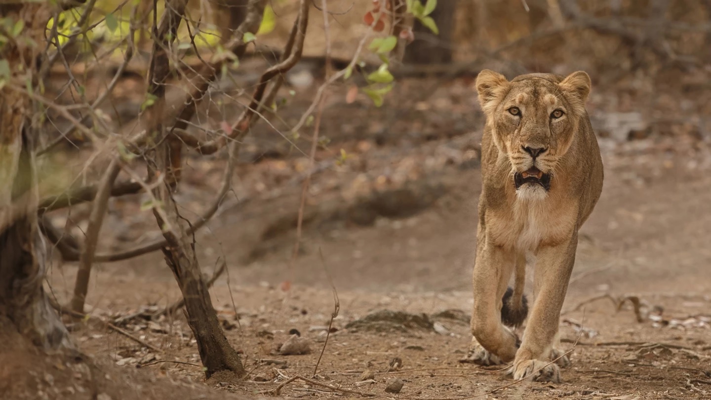 Wildlife Safari Destinations in India