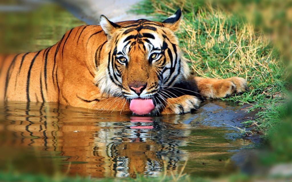 India Wildlife Travel : Tiger