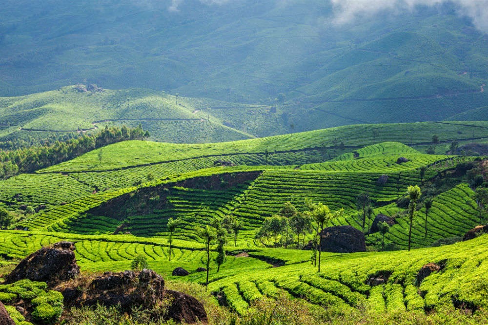 Travel to South India: Munnar