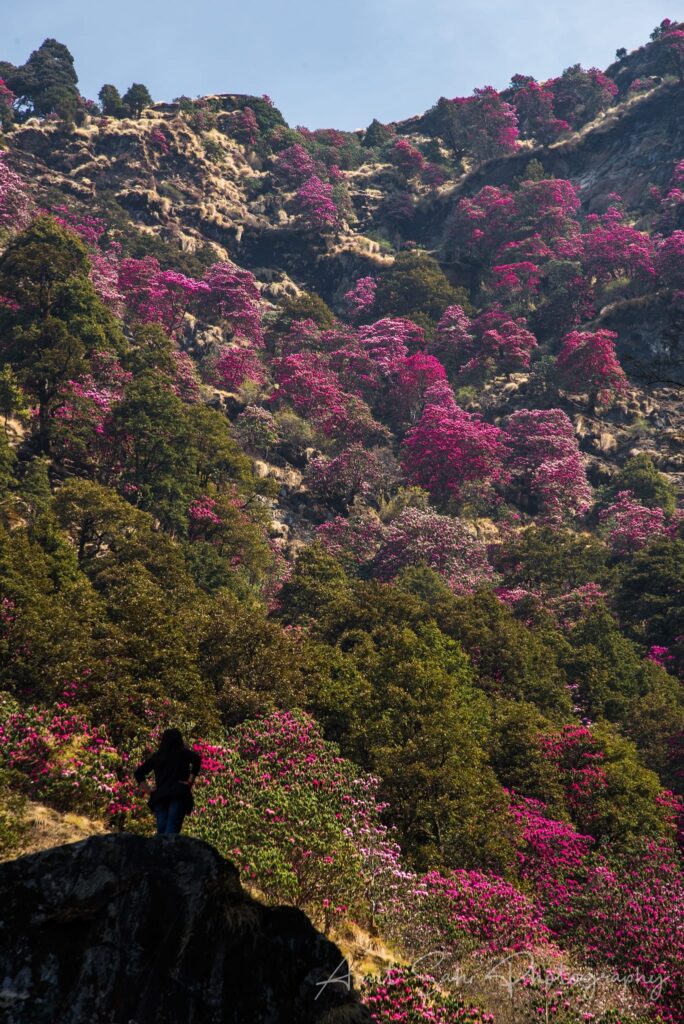 India tour packages