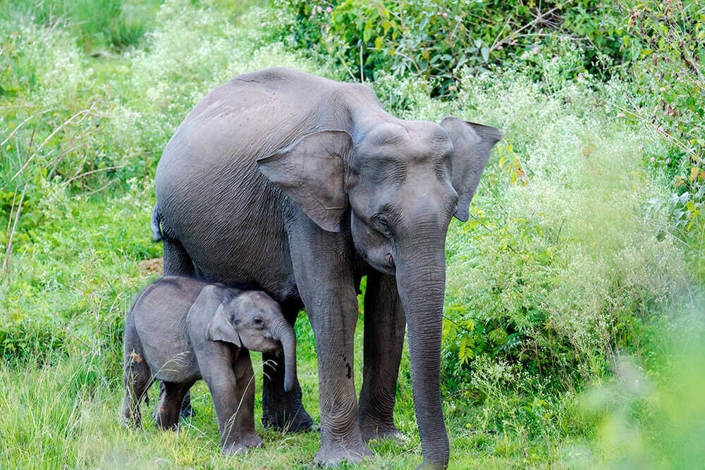 Wildlife Safari-Elephant