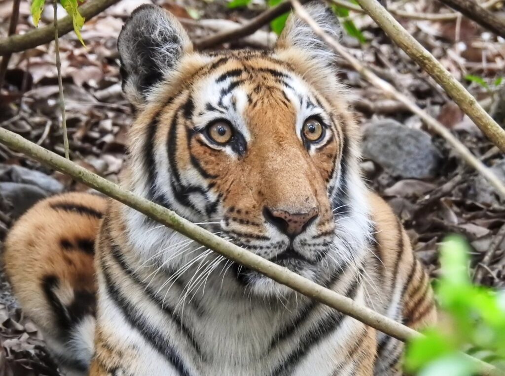 Wildlife Safari- tiger