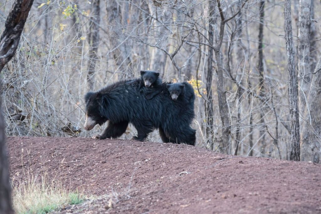 Wildlife Safari- Slouth Bear