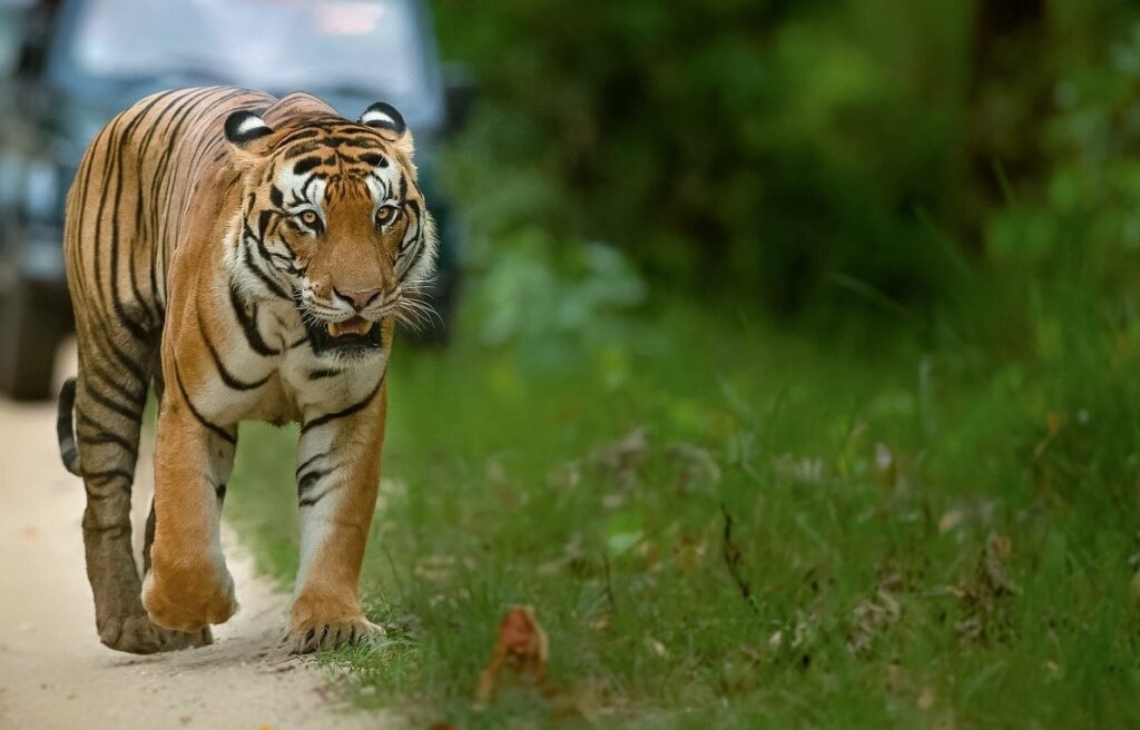 Jim Corbett National Park