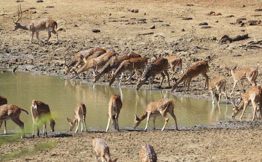 Jim Corbett National Park