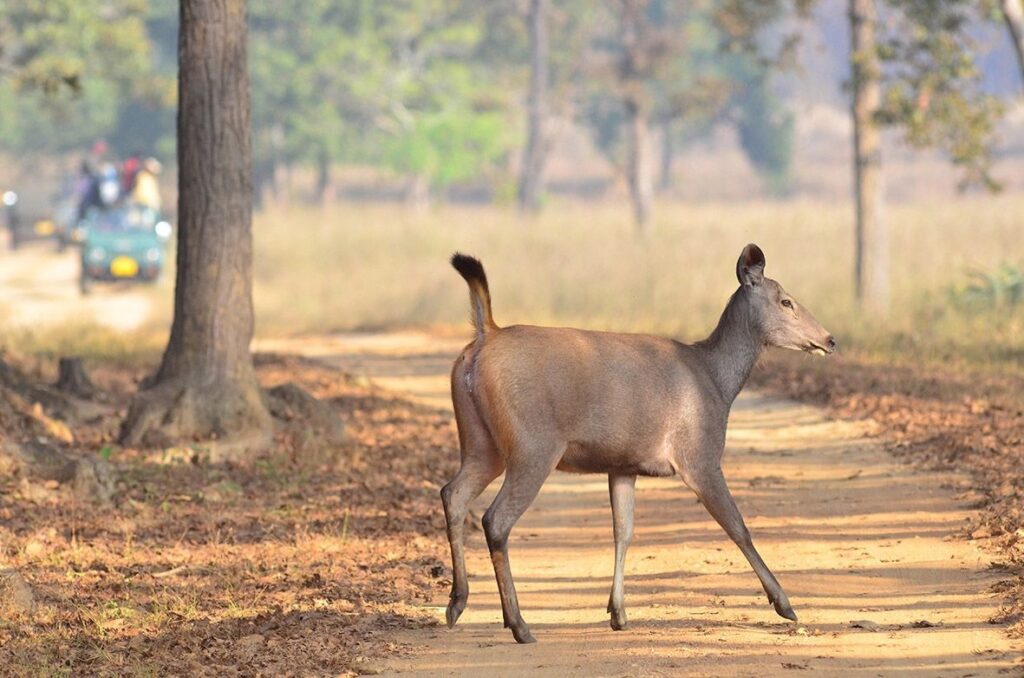 Jim Corbett National Park