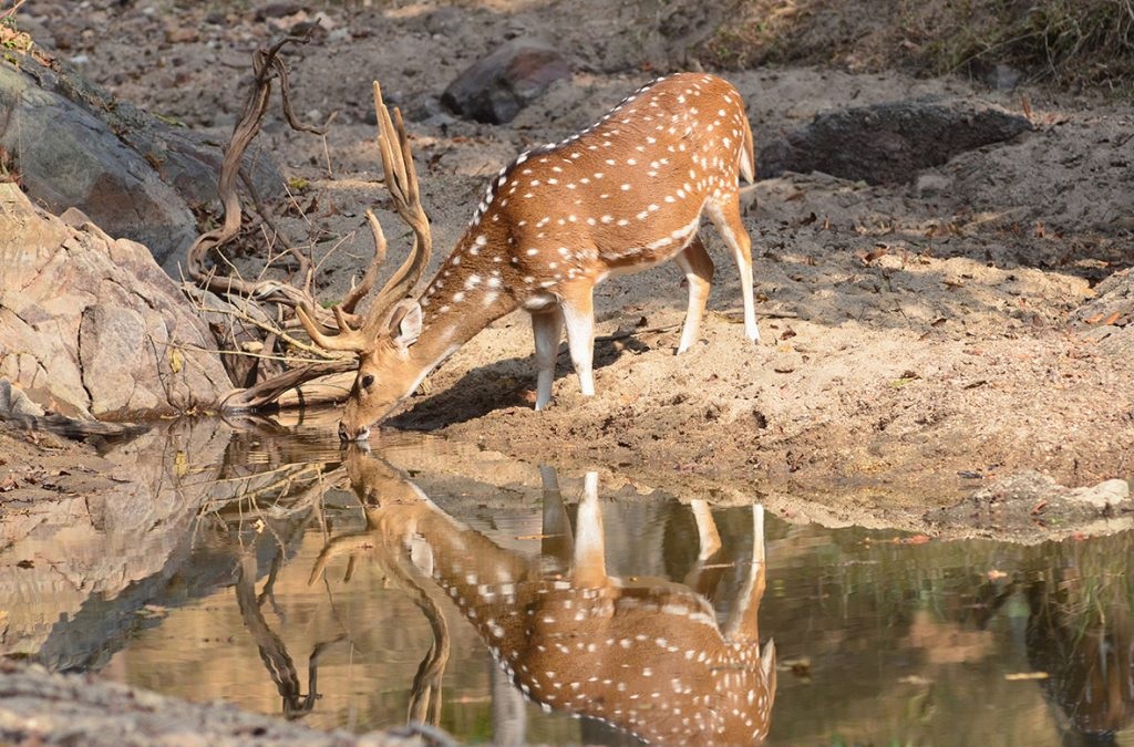 Jim Corbett National Park