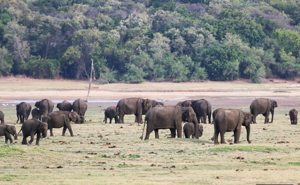 Jim Corbett National Park