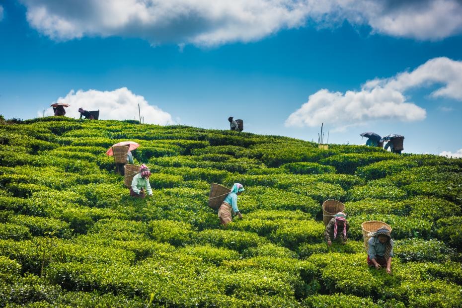 Luxury Travel to India- Assam