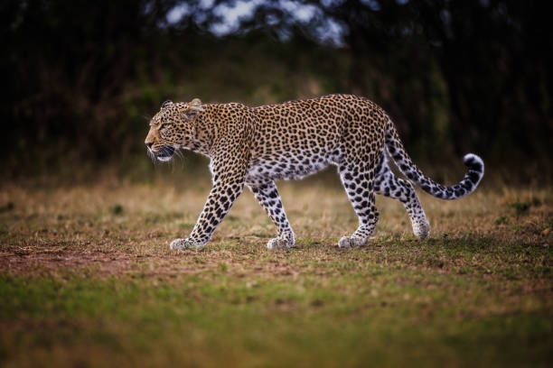 Animals in India