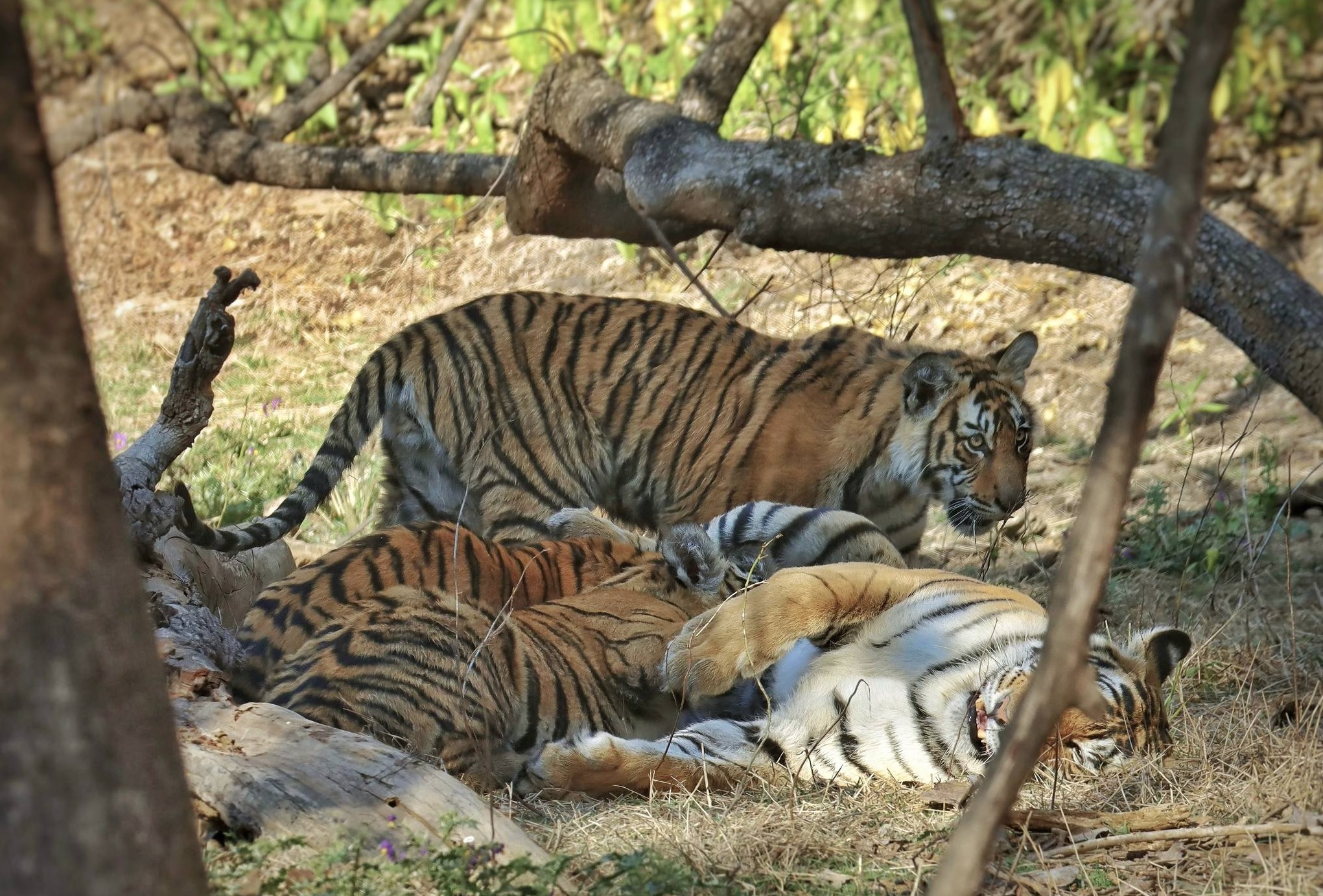 India Safari Tours and Tiger Safaris