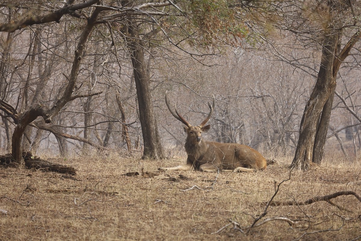 Tiger Safari in North India – Bandhavgarh National Park
