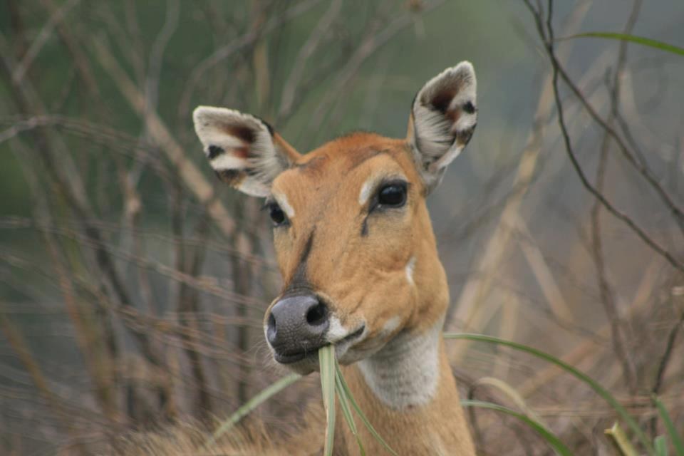 Tiger Safari in North India – Panna National Park