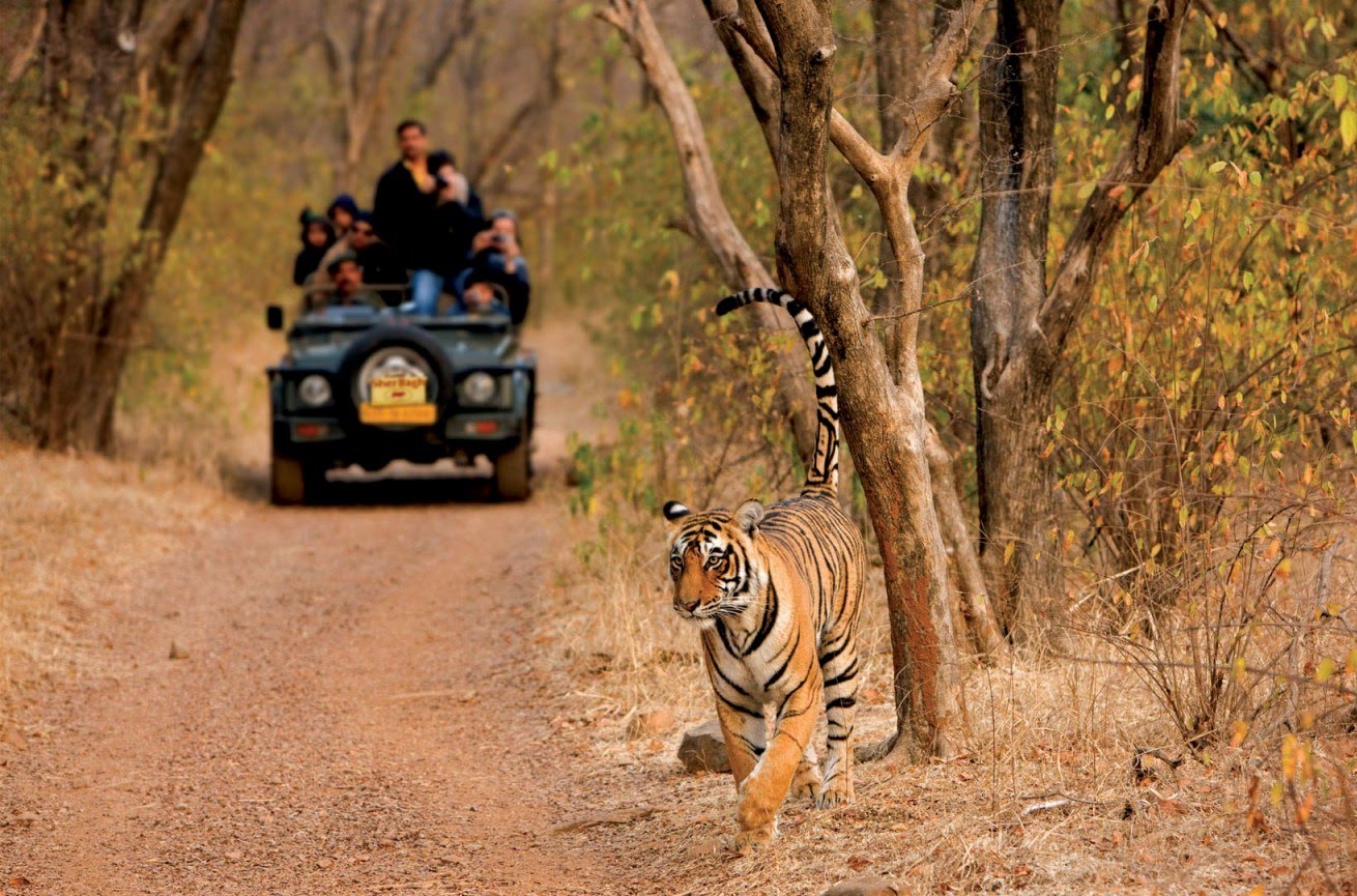 ranthambhore-tiger-safari