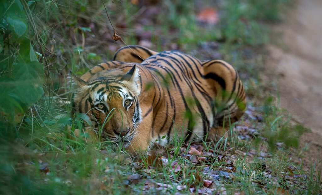 Best Wildlife Tour Operator in India