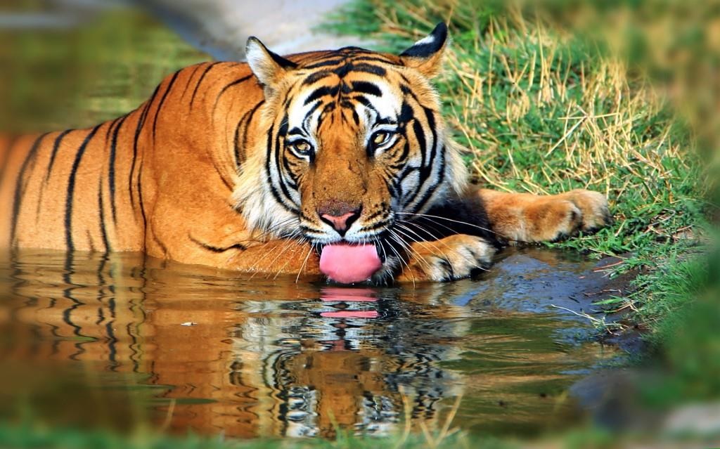 tiger-safari-india