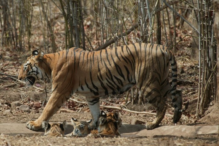 When to Plan a Trip to tiger safari