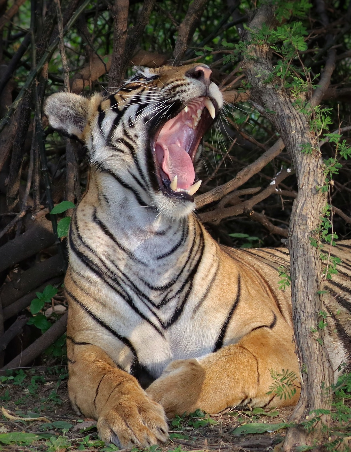 National Park in India