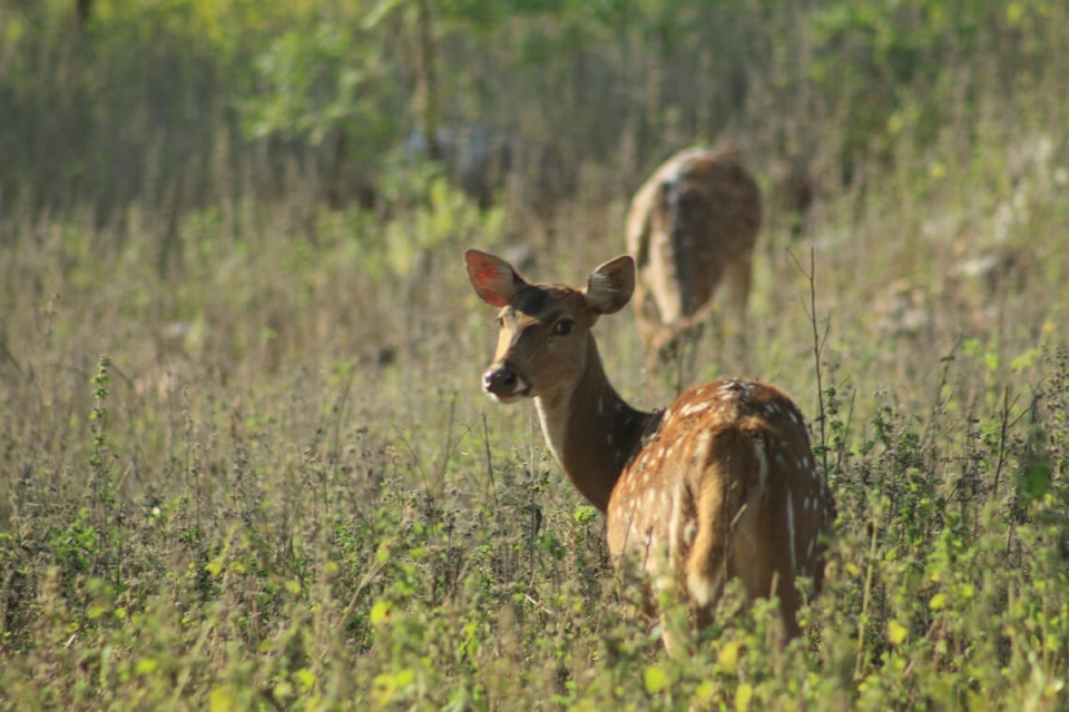 Leopard Safari in India