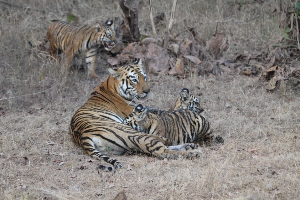 Ranthambore National Parks in India.