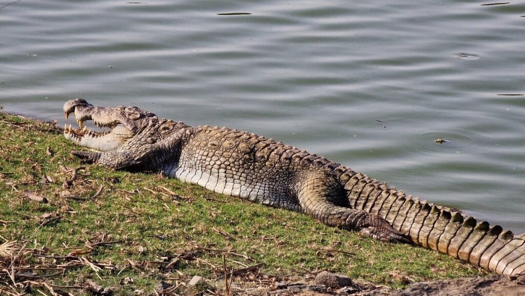 Bandhavgarh National Park