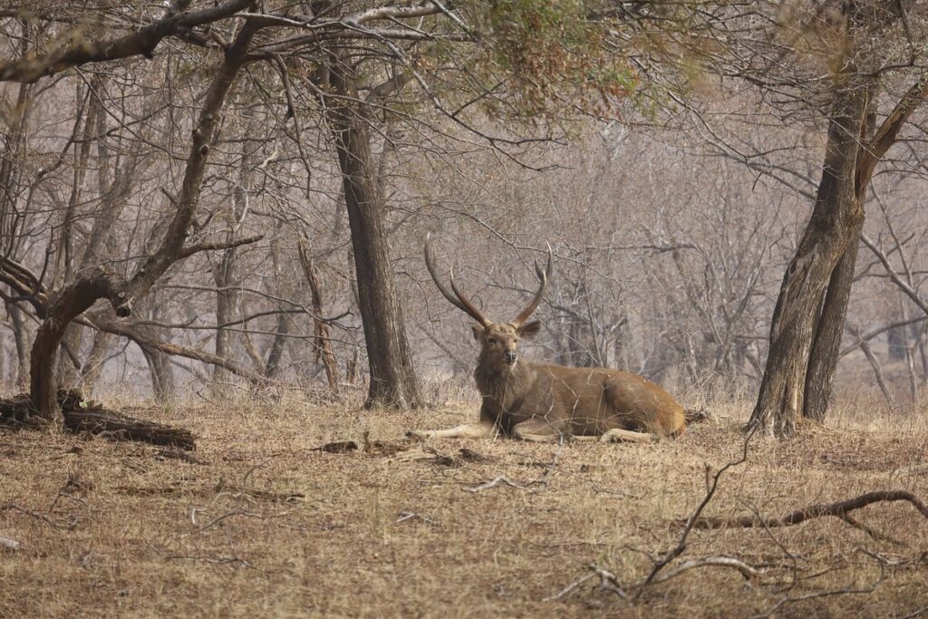 Tiger Safari in North India