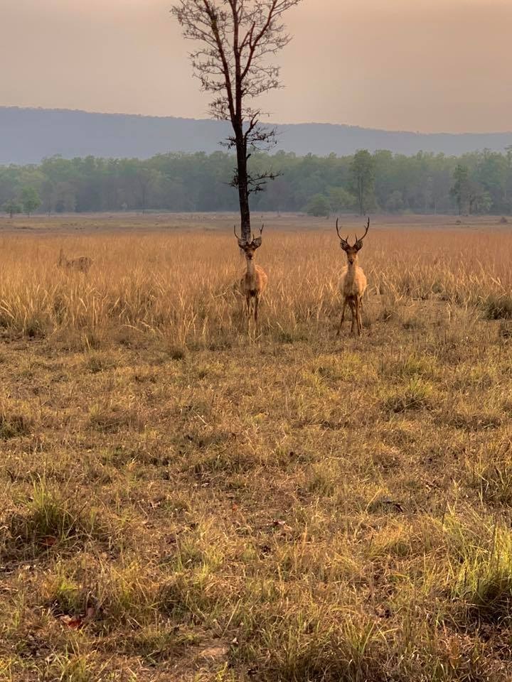 Kanha National Park, Tiger Safari