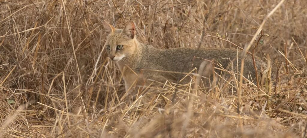 Pench National Park, Tiger Safari in India