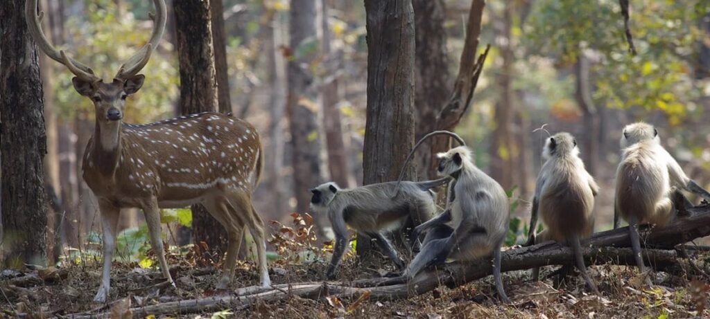 Safari in North India