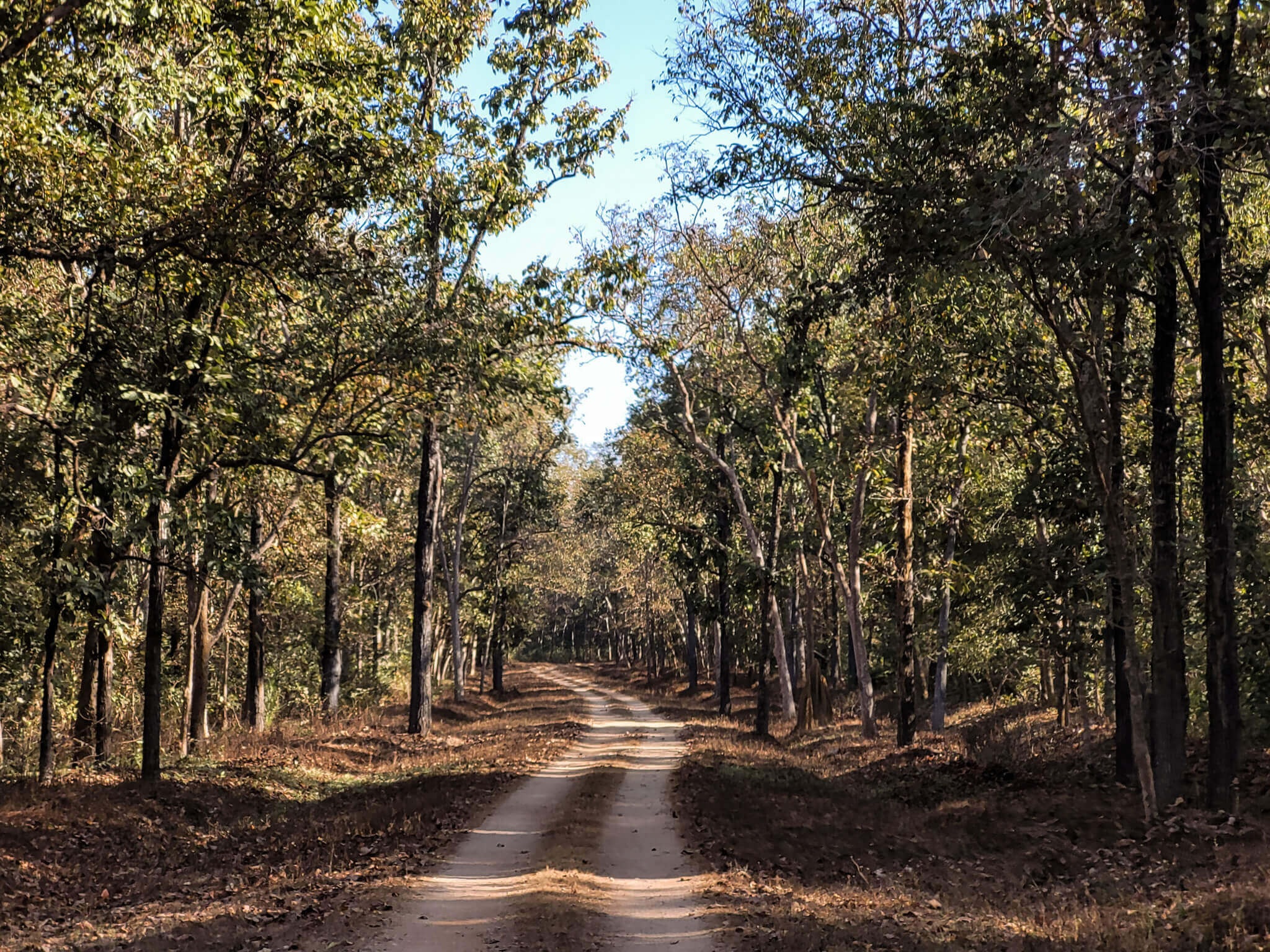 Safari at Kanha National Park to see tigers in India