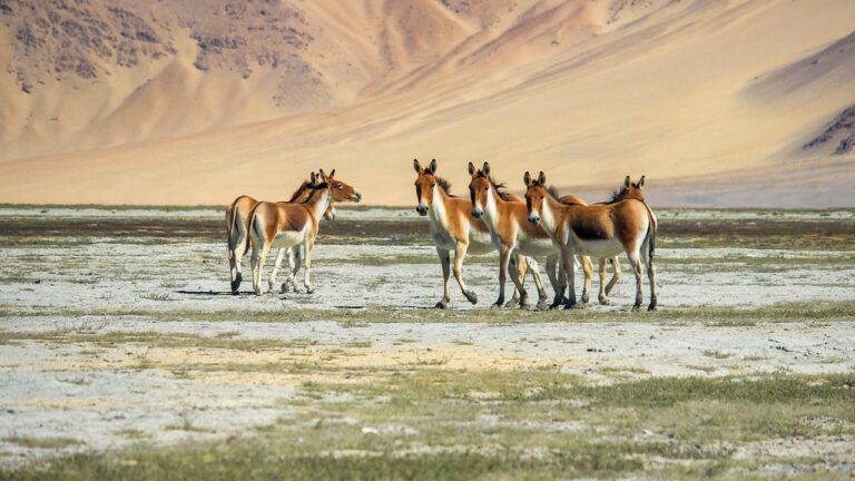 Explore to Ladakh