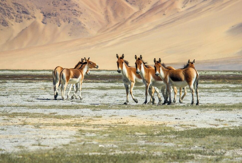 Explore to Ladakh