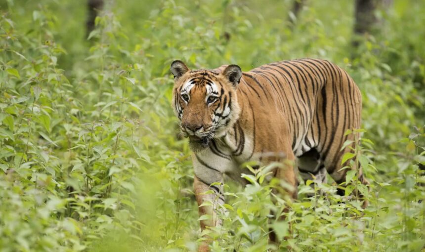 Safari in India: Where to See Tigers in 2025?