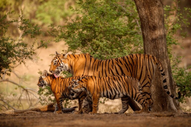 Wildlife Park in India