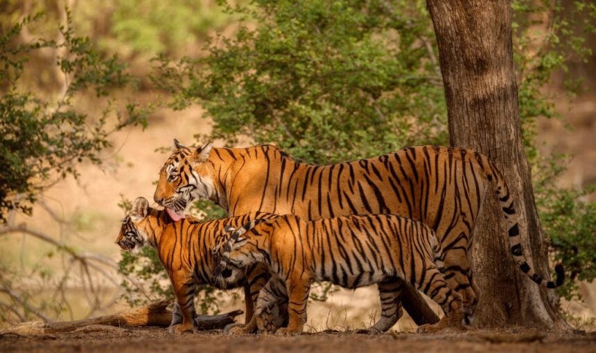 Which is the best National Park to spot tigers in India?