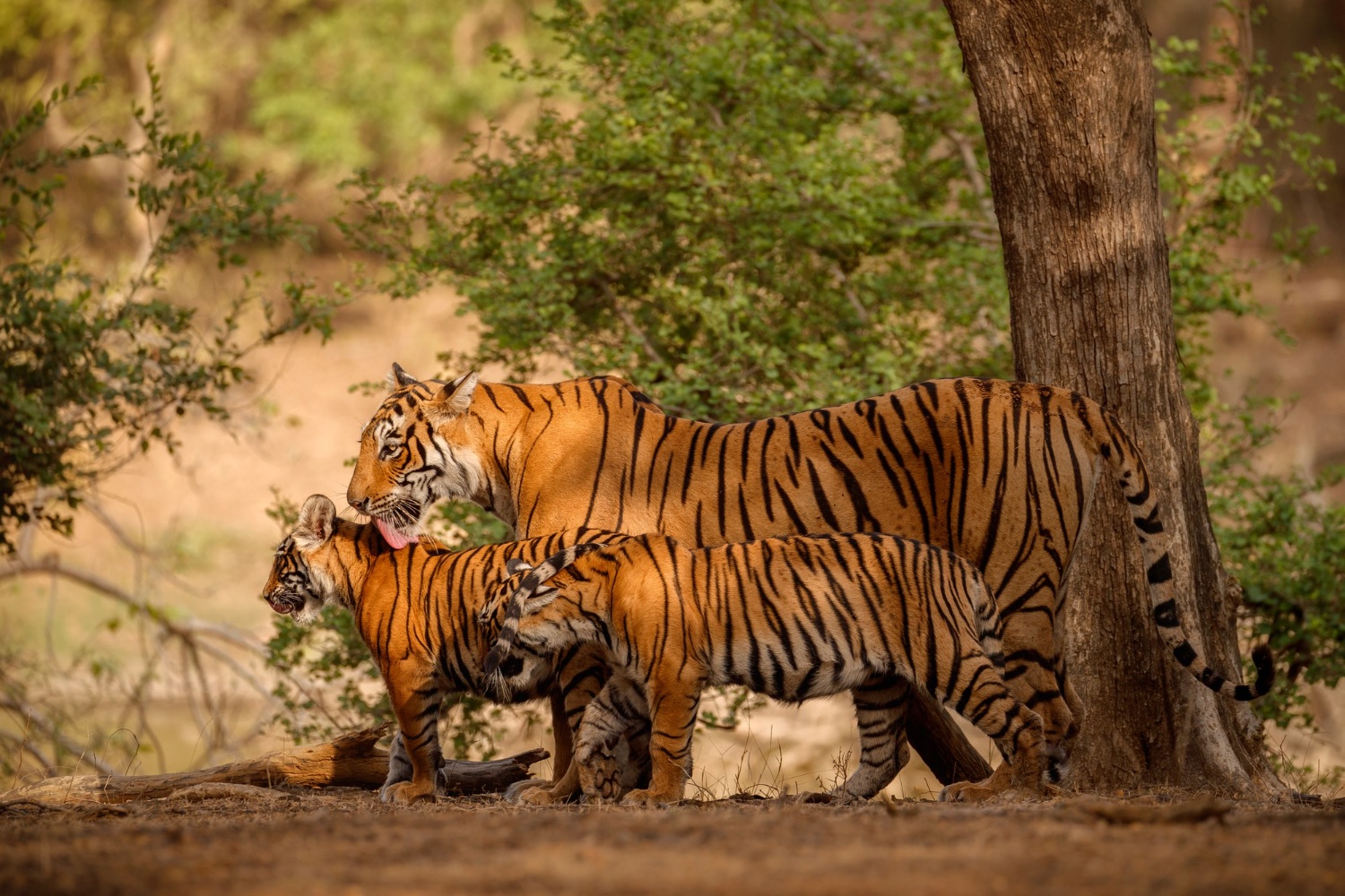 Wildlife Park in India
