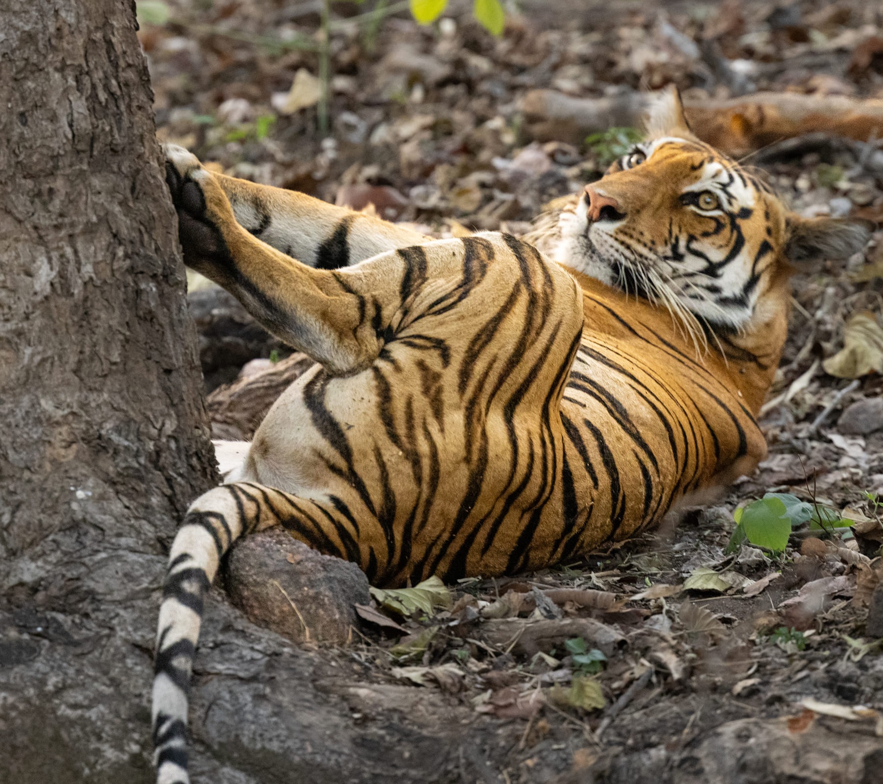 Tiger Safari in North India – Kanha National Park
