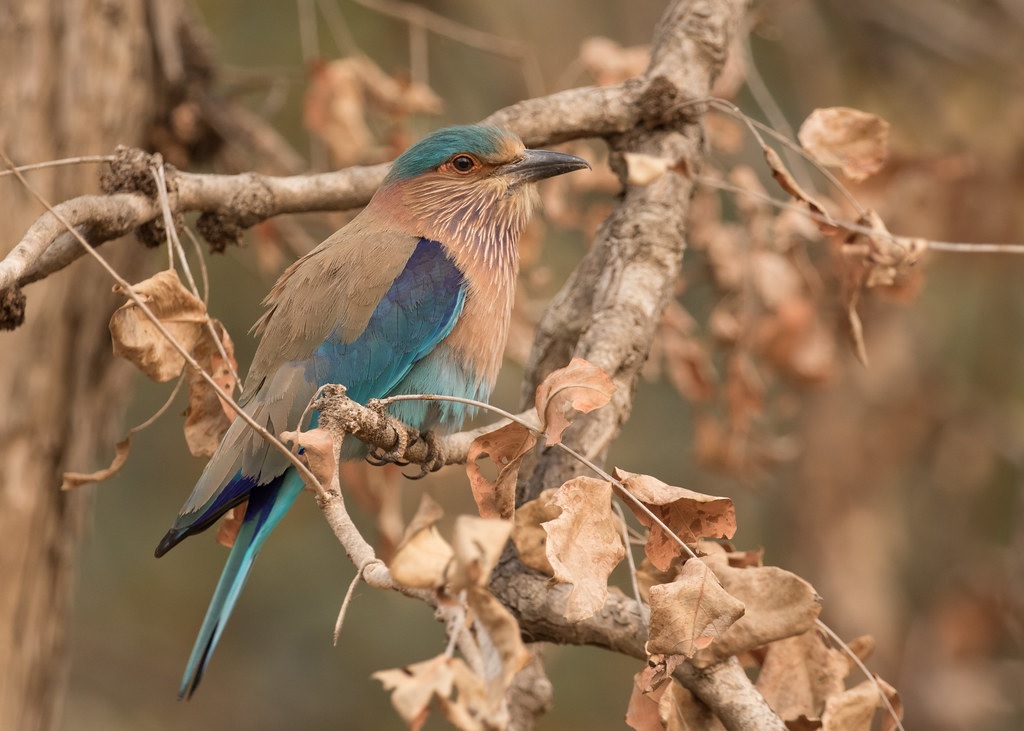 Tiger Safari in North India – Pench National Park