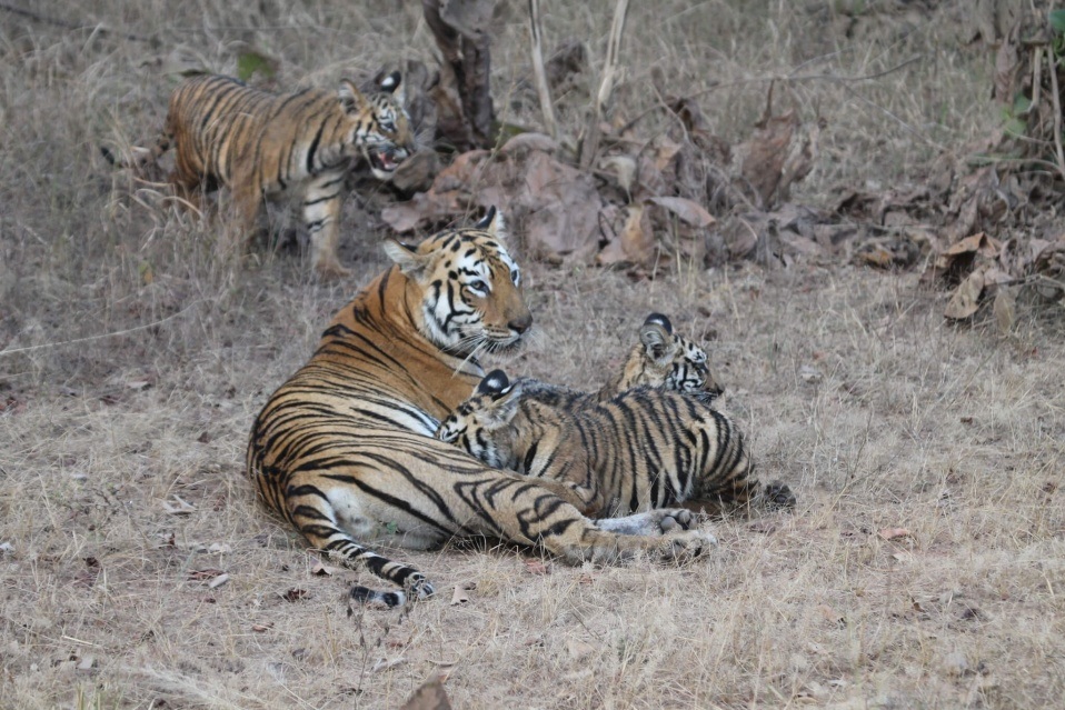 The Best Tiger Reserves in India, National Park by Delighted Journey