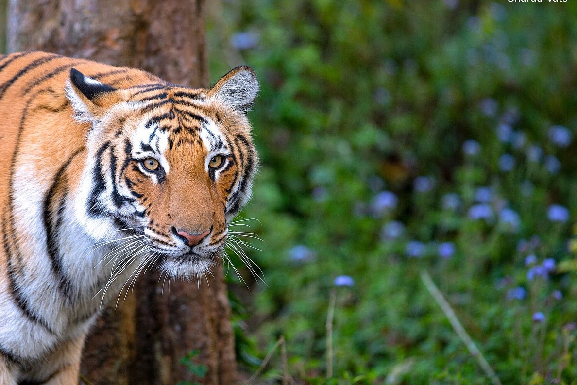 WHAT ARE THE FAUNA AND FLORA IN INDIA, WHICH WILL MARK YOUR TRIP To India?