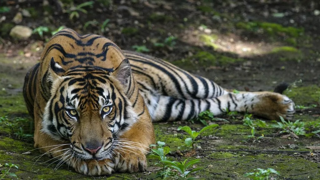 Travel Guide To India’s Wildlife