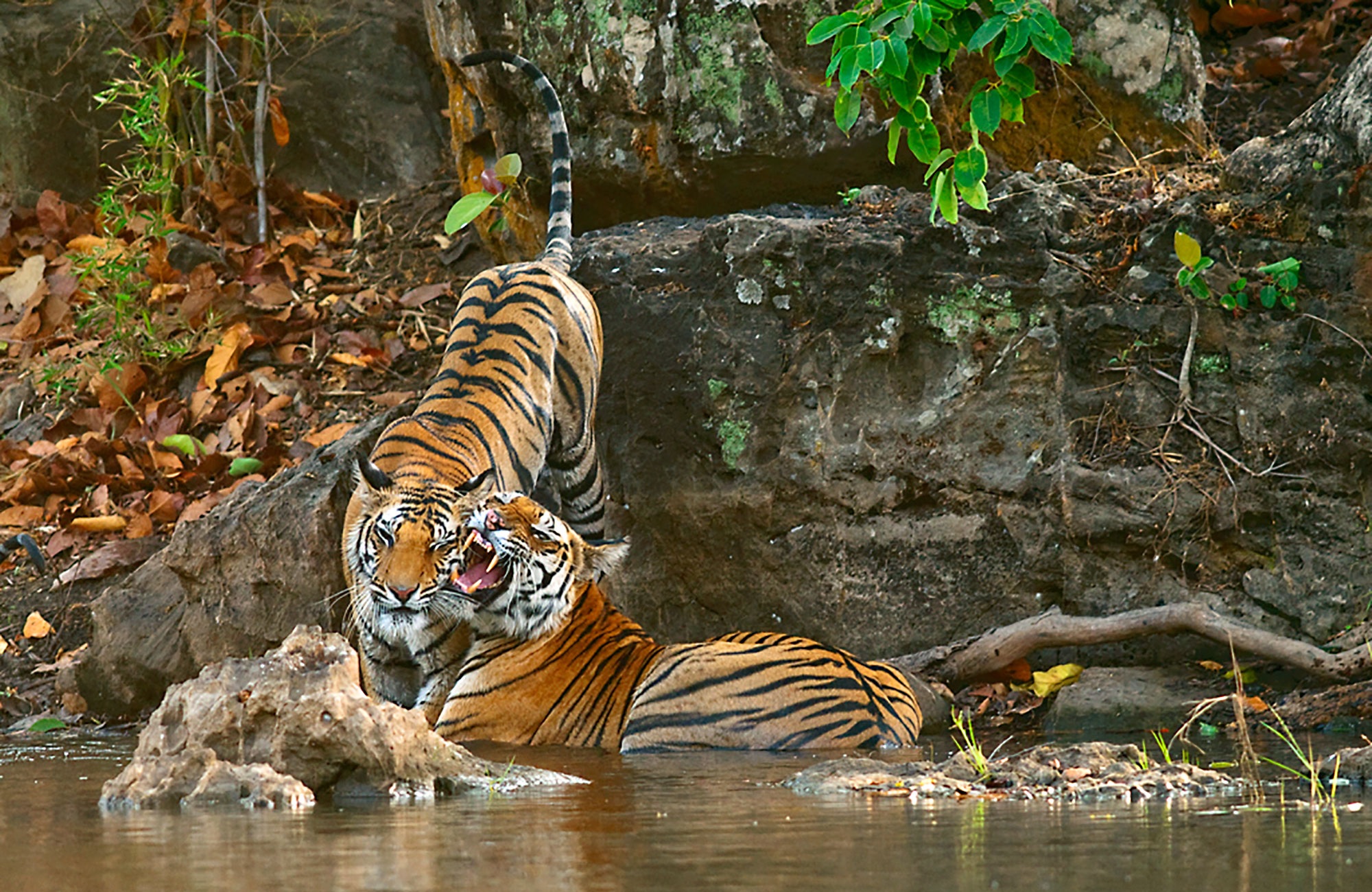 The Best Places To See Some Of The World’s Most Endangered Animals