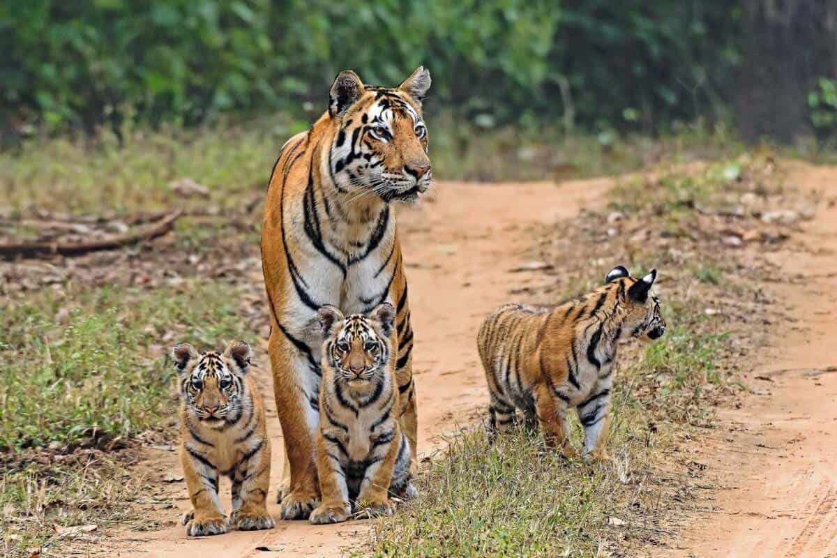 Discover 10 India Tips You Need to Know Before You Travel