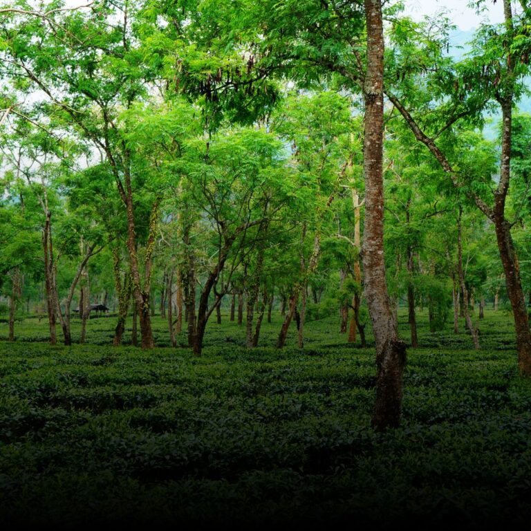 Assam
