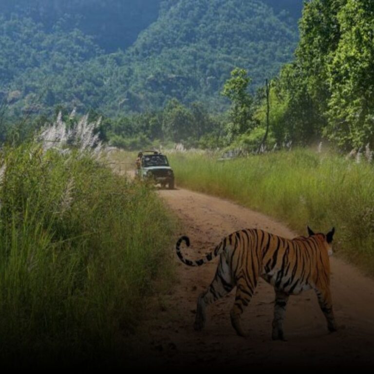 Bandhavgarh