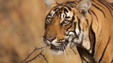 Temples and Tigers Tour of North India