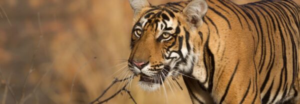 Temples and Tigers Tour of North India